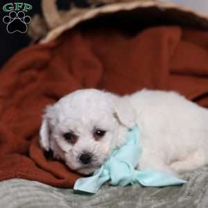 Jasper, Bichon Frise Puppy